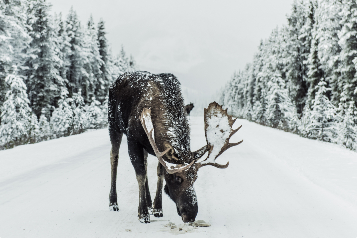 À l'aide, j'ai frappé un animal en voiture!