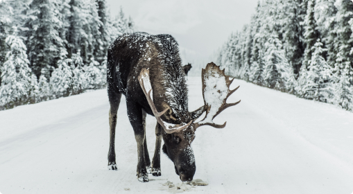 À l'aide, j'ai frappé un animal en voiture!